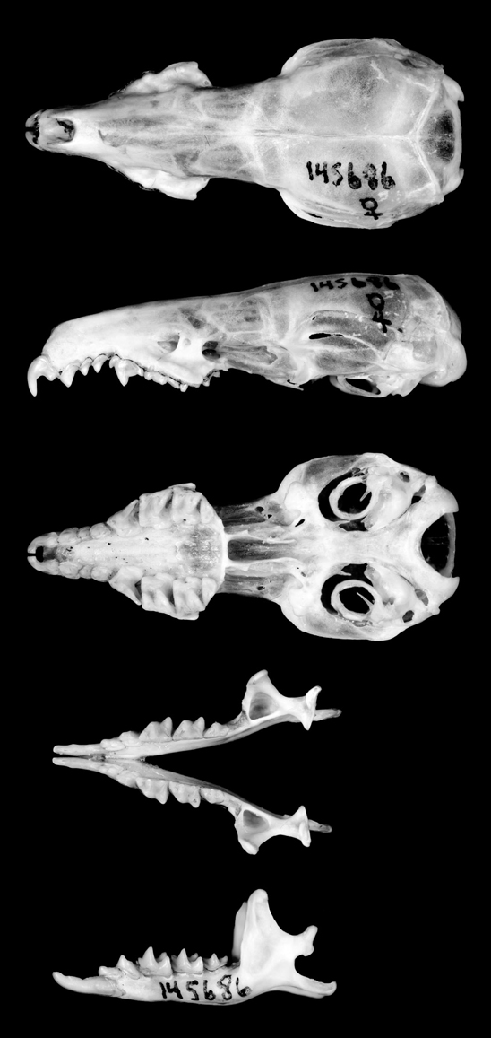 Crocidura ninoyi skull photo (c) Field Museum of Natural History - CC BY-NC 4.0 Figure 2 from Esselstyn and Goodman, 2010. (c) Field Museum of Natural History - CC BY-NC 4.0